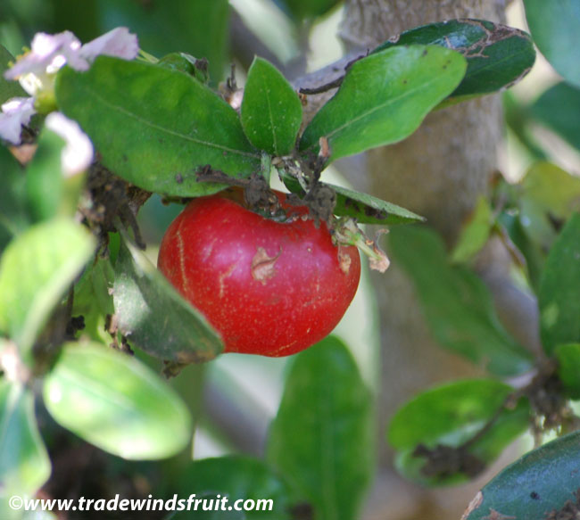 Details about   Acerola living tree 12”-18” Malpighia emarginata