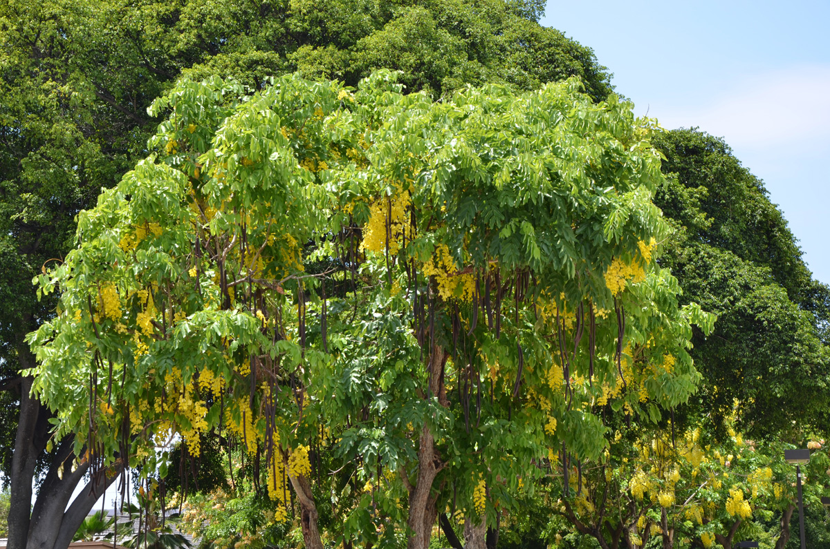 Golden Shower Tree Cassia fistula Seeds
