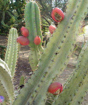 peruvian_apple_cactus2.jpg