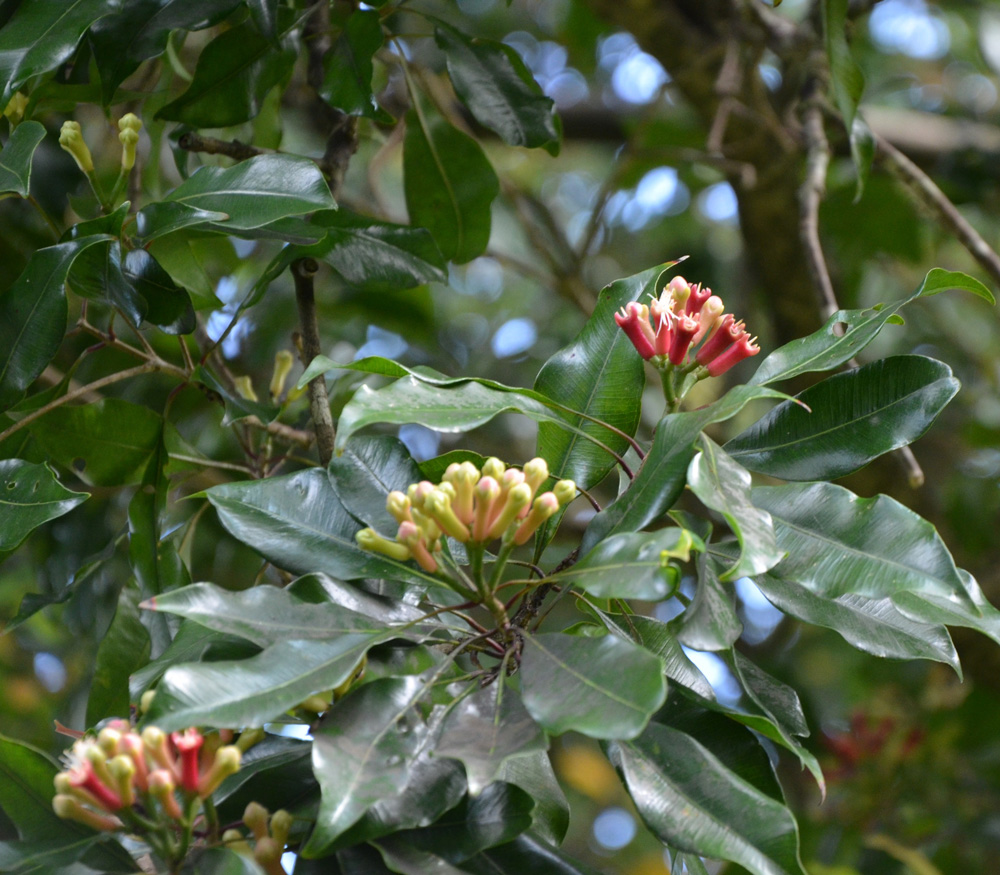 Clove Syzygium aromaticum Seeds
