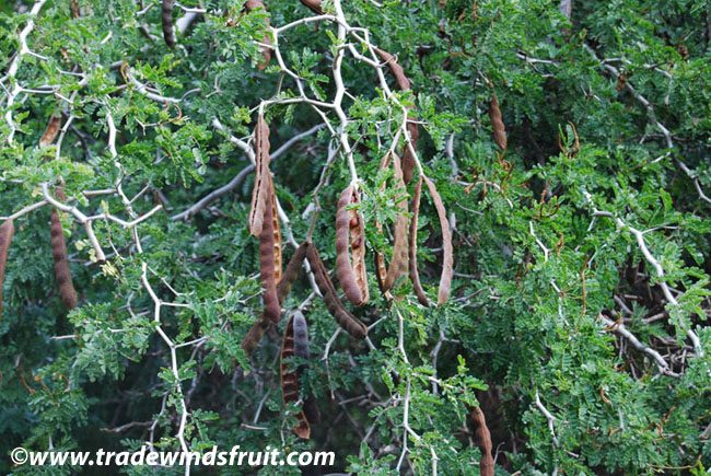 Ebony Tree Seeds 63