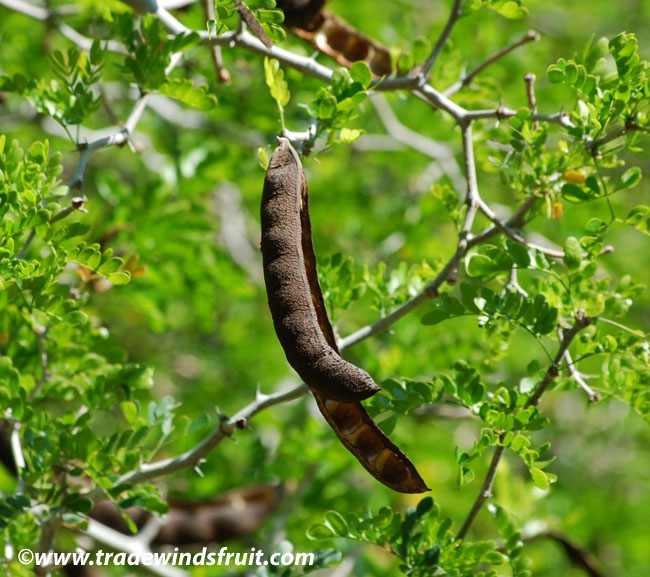 Ebony Tree Seeds 32