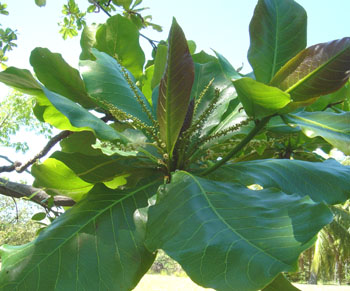 tropical almond terminalia catappa