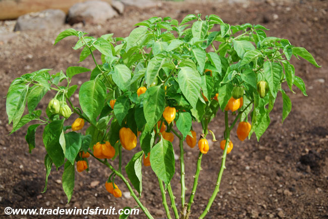 Aji discount dulce pepper