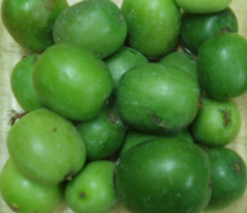 Hardy Dulce Kiwi frutas en miniatura Hardy Kiwi 10 Semillas actinida arguta
