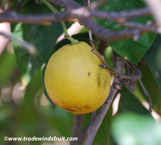 Cotogno del Bengala 25 Semi di Aegle marmelos Asklepios-seeds® Bael fruit