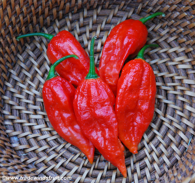 Bhut Pepper Ghost Pepper -