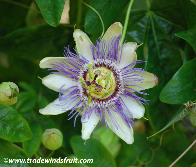 10 Passiflora Caerulea Blue Passion Flower Seeds