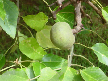 Árbol frutal verde en hawaii
