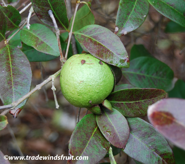 100 graines psidium guajava Seedeo ® Véritable Guave