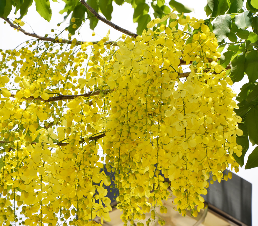 Golden Shower Tree - Cassia fistula - Seeds