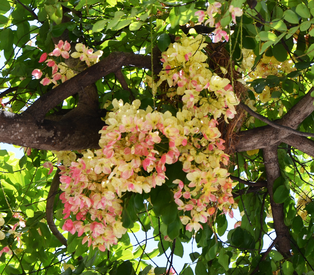 فاكهة شجرة الاستحمام الوردي