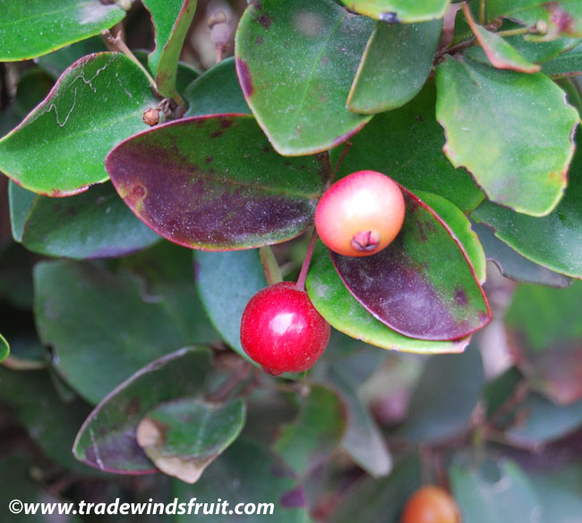 rare ed esotiche SEMPREVERDE Fioritura Albero da frutto MAGENTA Cherry Syzygium paniculatum 