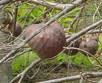 http://www.tradewindsfruit.com/content/images/custard_apple2.jpg