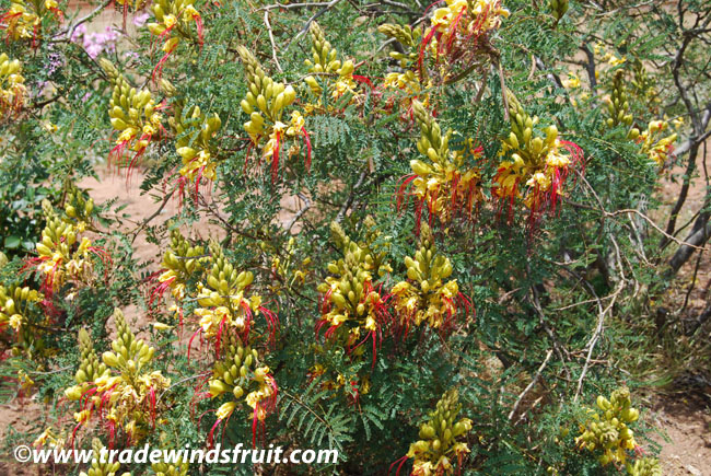 Desert Bird of Paradise - Caesalpinia gilliesii - Seeds
