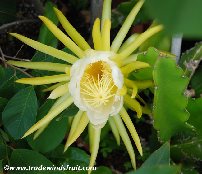 Dragon Fruit Seed Oil-CODRF