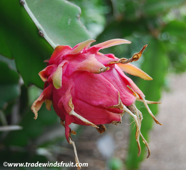 Red Dragon Fruit Seeds Spectacular Flowers Very Easy to 