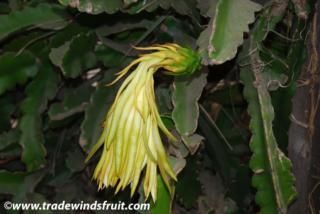 Dragon Fruit - Hylocereus undatus - Seeds - Seeds