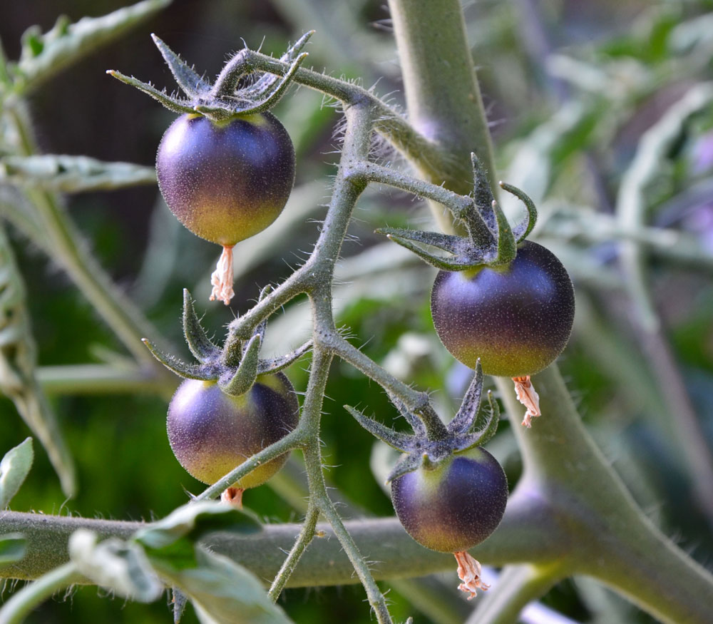 Fahrenheit Blues Tomato - Seeds