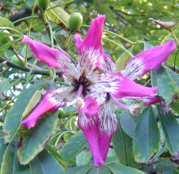 Floss Silk Tree Chorisia Speciosa Seeds