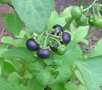 200 Seeds Garden Huckleberry Solanum Nigrum Wonder Berry Nightshade Non Gmo 