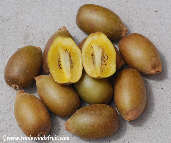 Golden Kiwi, Kiwifruit - Actinidia deliciosa - Seeds