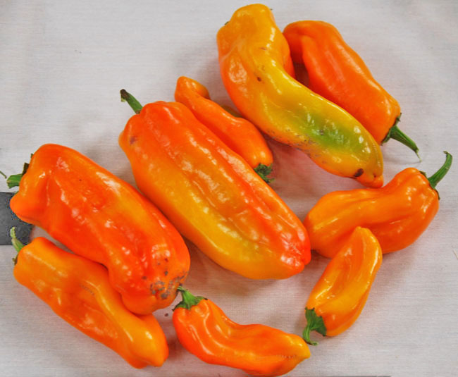 NuMex XX Orange Capsicum Annuum Hot Chili Pepper Seeds 25 PCS LARGE!
