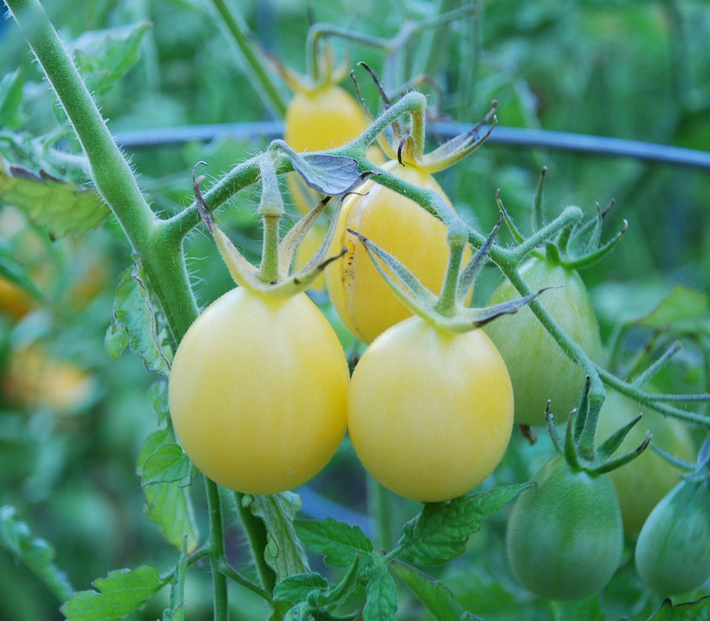 Tomato Solanum Lycopersicum Ivory Pear Tomato 25 Seeds Per Pack Organic 