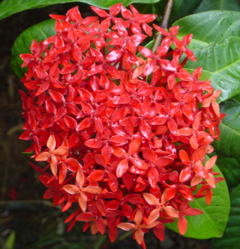 Ixora - Ixora coccinea