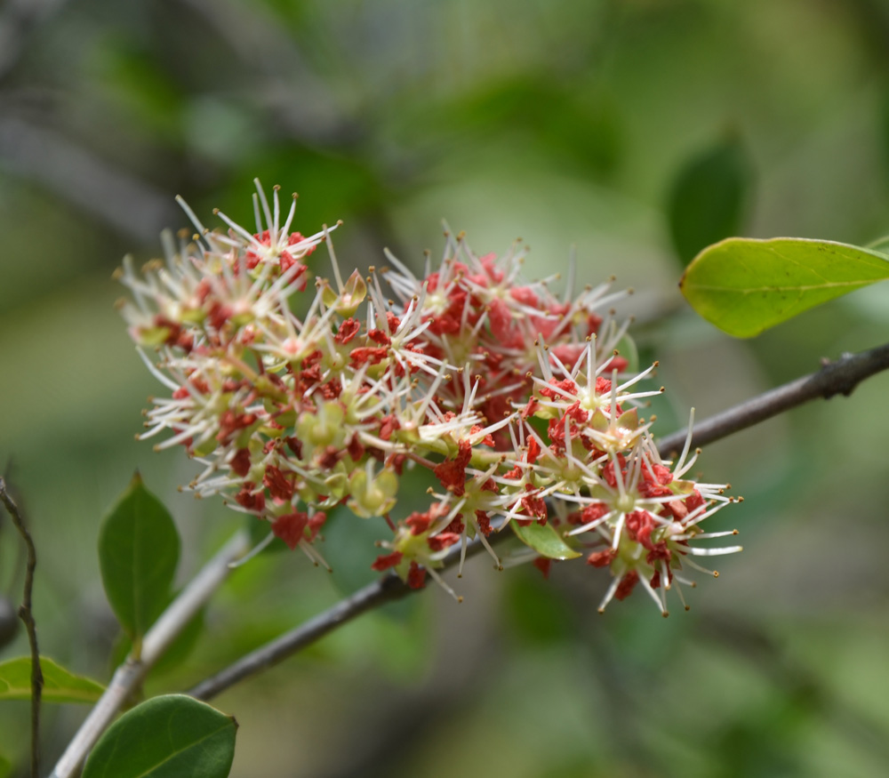 Henna (Lawsonia inermis) This henna tree also survived the. Flickr