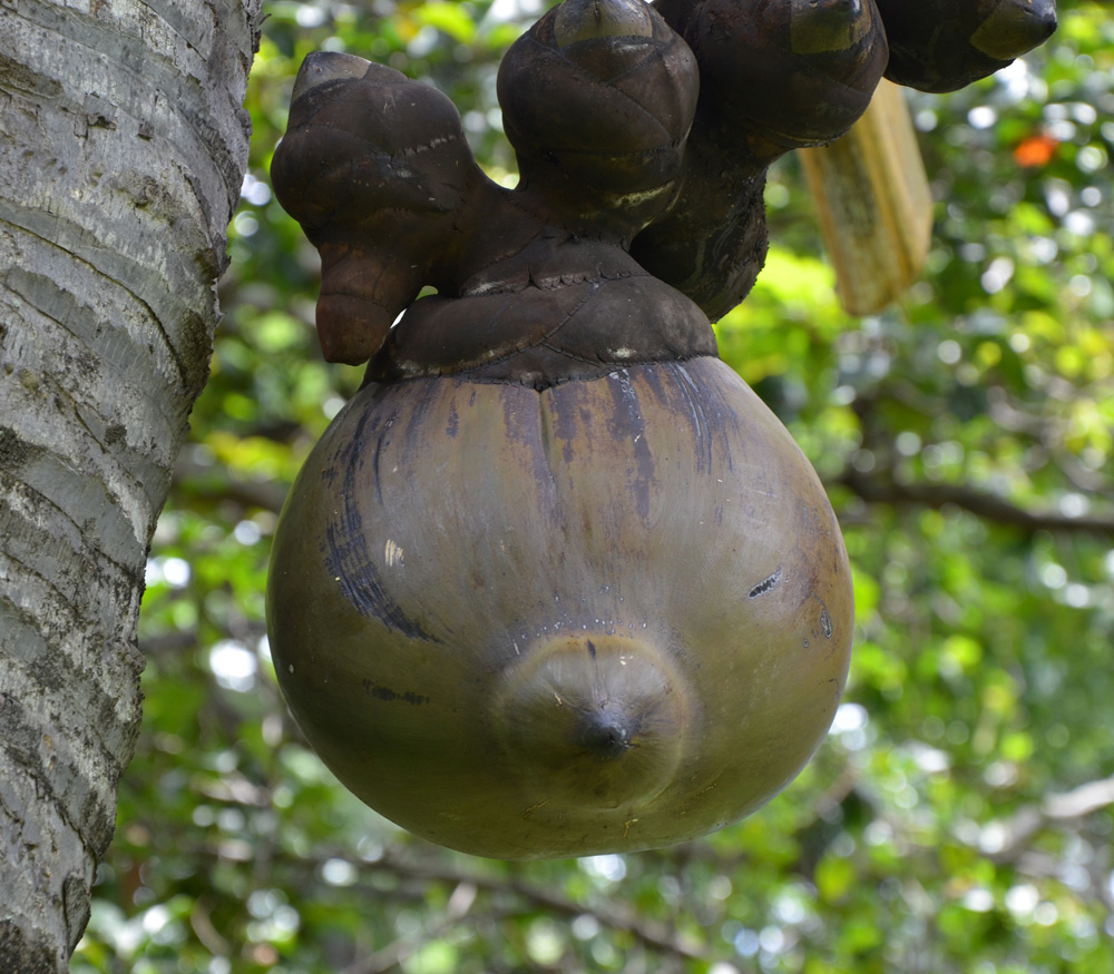 Coco de Mer, Double Coconut - Lodoicea maldivica