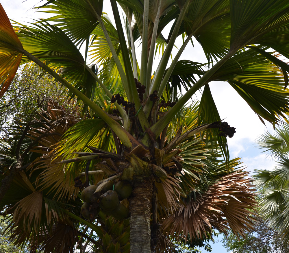 Coco de Mer, Double Coconut - Lodoicea maldivica