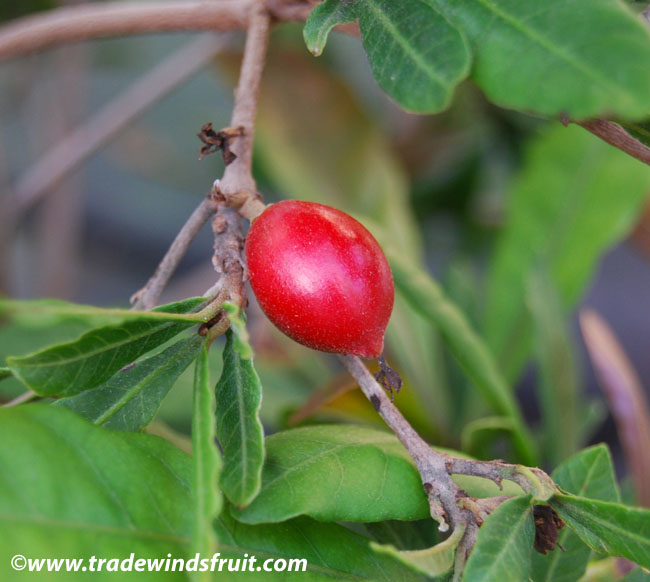 Synsepalum dulcificum, graines de fruit miracle à planter