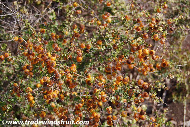 Orange Thorn Citriobatus Pauciflorus