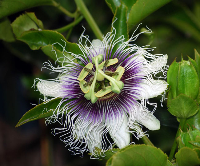 Passion fruit seeds
