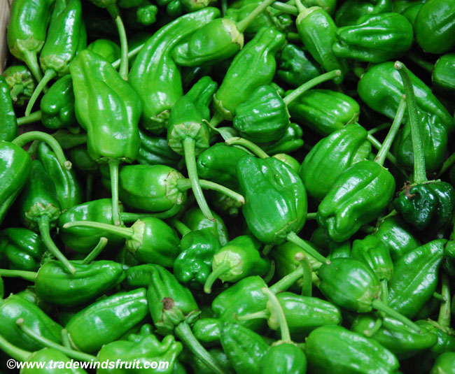 seeds Details about  / Padron Chili 5 SPANISH PEPPER SPECIALITY!