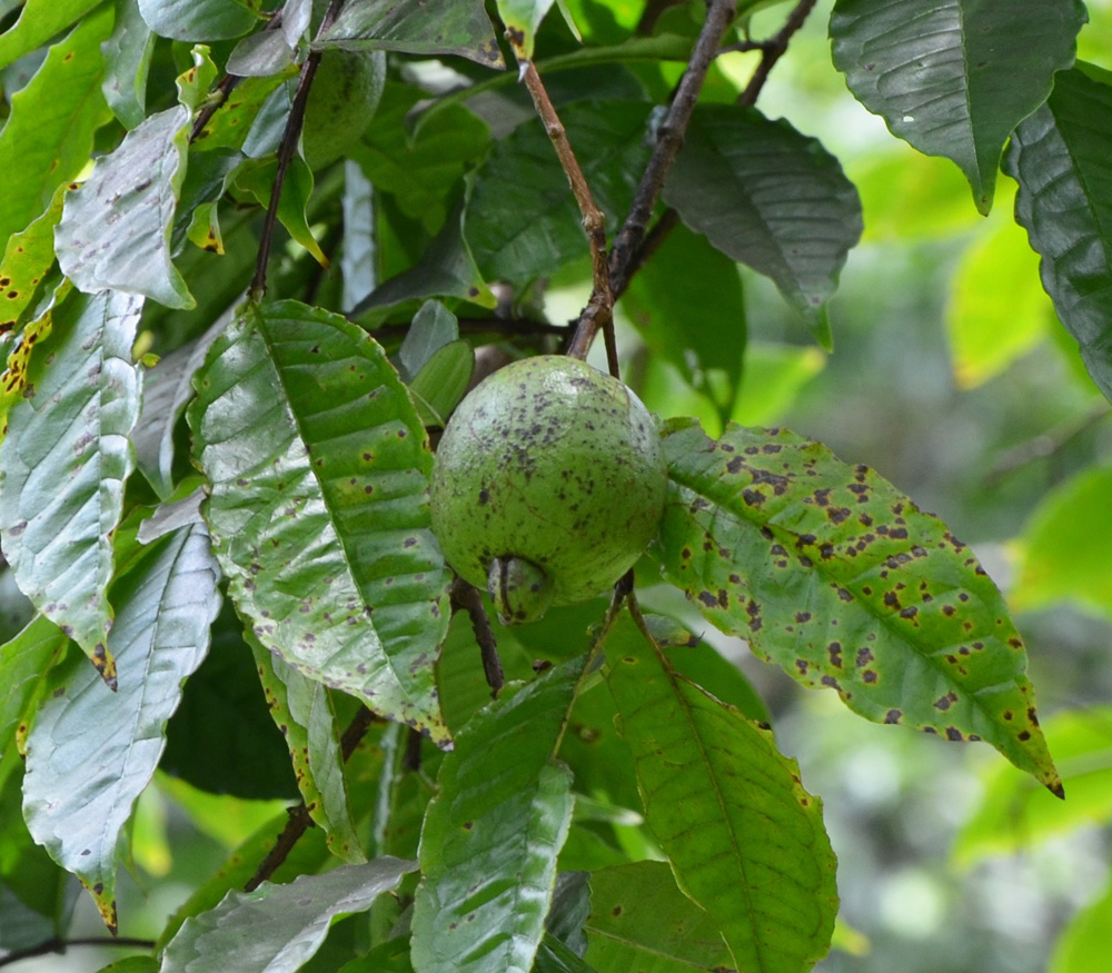 Guava kai seeds