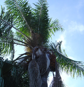 thumbnail image 2 of Brahea Armata (Blue Hesper Palm) Seeds - Very Cold Hardy, Exotic Blue-Grey Foliage 2 of 6