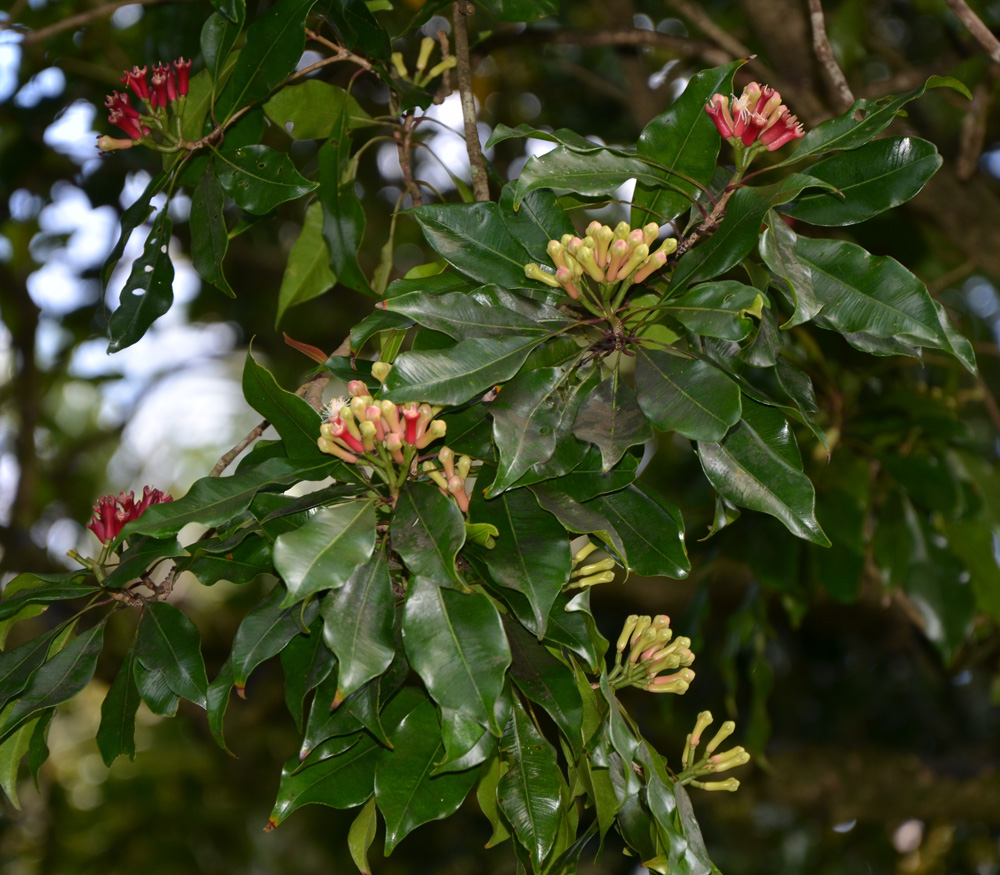 Пряное дерево. Гвоздичное дерево Сизигиум. Syzygium aromaticum гвоздичное дерево. Сизигиум («гвоздика») приправа. Гвоздичное дерево Молуккские острова.